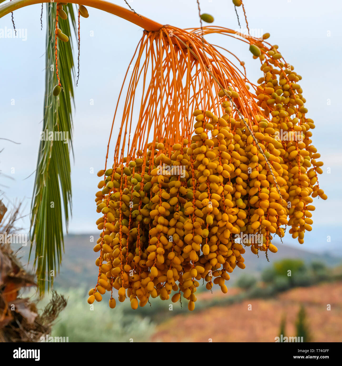 Cluster di date pendente da una data struttura Palm Tree (Phoenix dactylifera); Peso da Regua, Vila Real, Portogallo Foto Stock