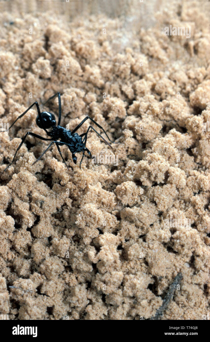 BLACK ANT sulla sabbia, AUSTRALIA Foto Stock