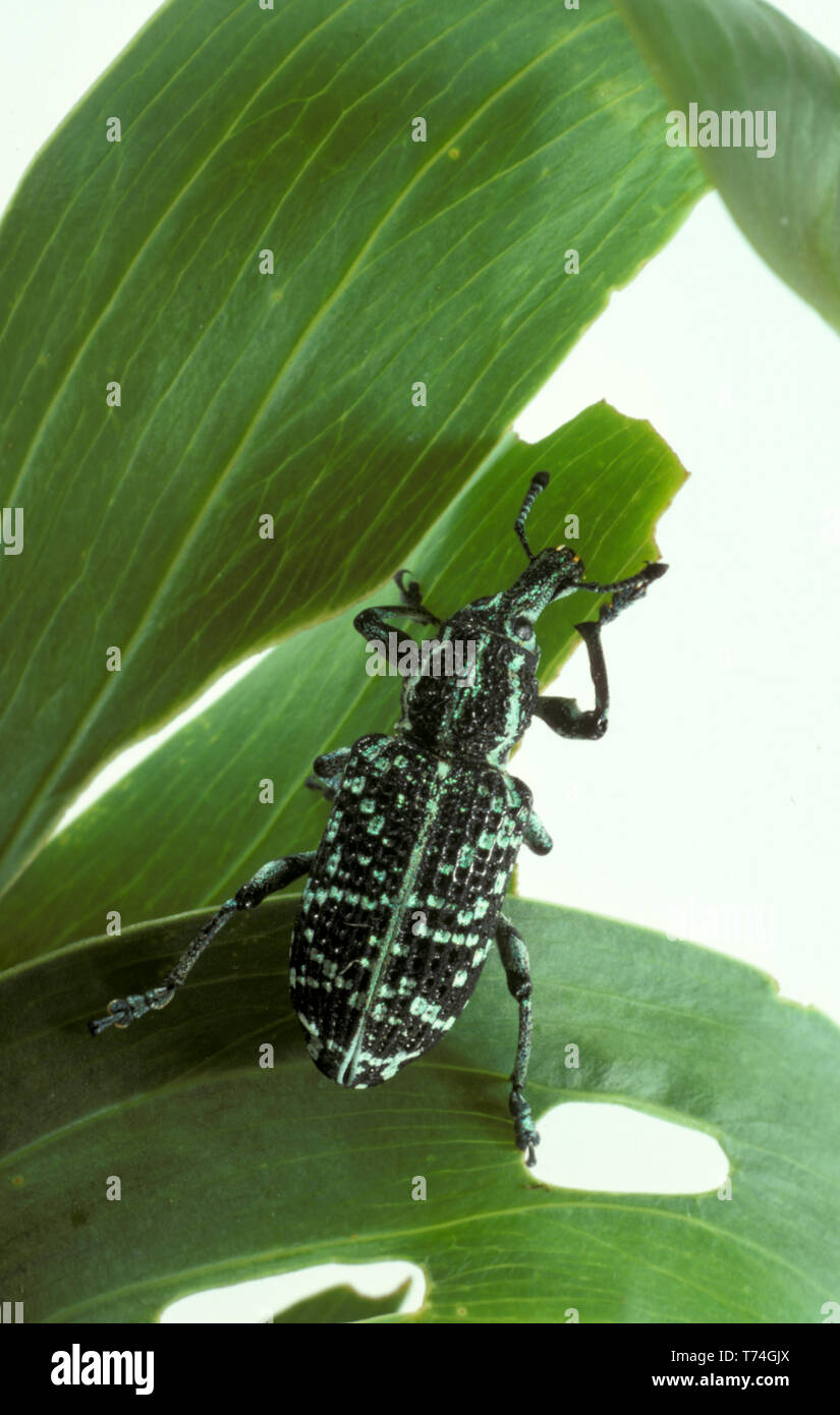 PRIMO PIANO DI UNO SCARABEO DIAMANTE (CHRYSOLOPUS SPECTABILIS) O DI UNA BOTANICA BAY WEEVIL, CHE SI VEDE QUI SULLA FOGLIA DI PIANTA. AUSTRALIA. IMMAGINE DI STUDIO. Foto Stock
