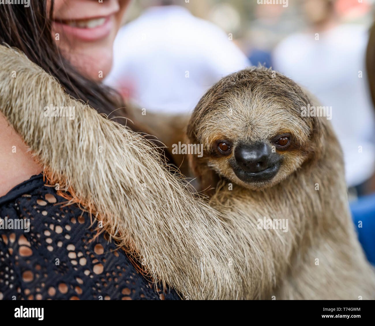 Una donna può contenere un bradipo come si guarda la telecamera, French Cay, Sloth santuario; Roatan, isole di Bay Reparto, Honduras Foto Stock