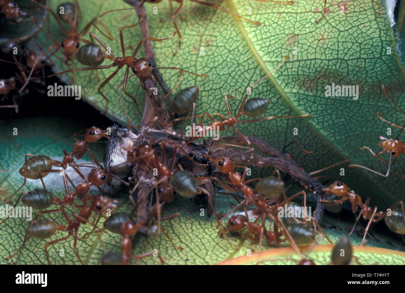 Albero verde formiche (Oecophylla smaragdina) alimentazione su ragno morto, Parco Nazionale Daintree, QUEENSLAND, Australia Foto Stock