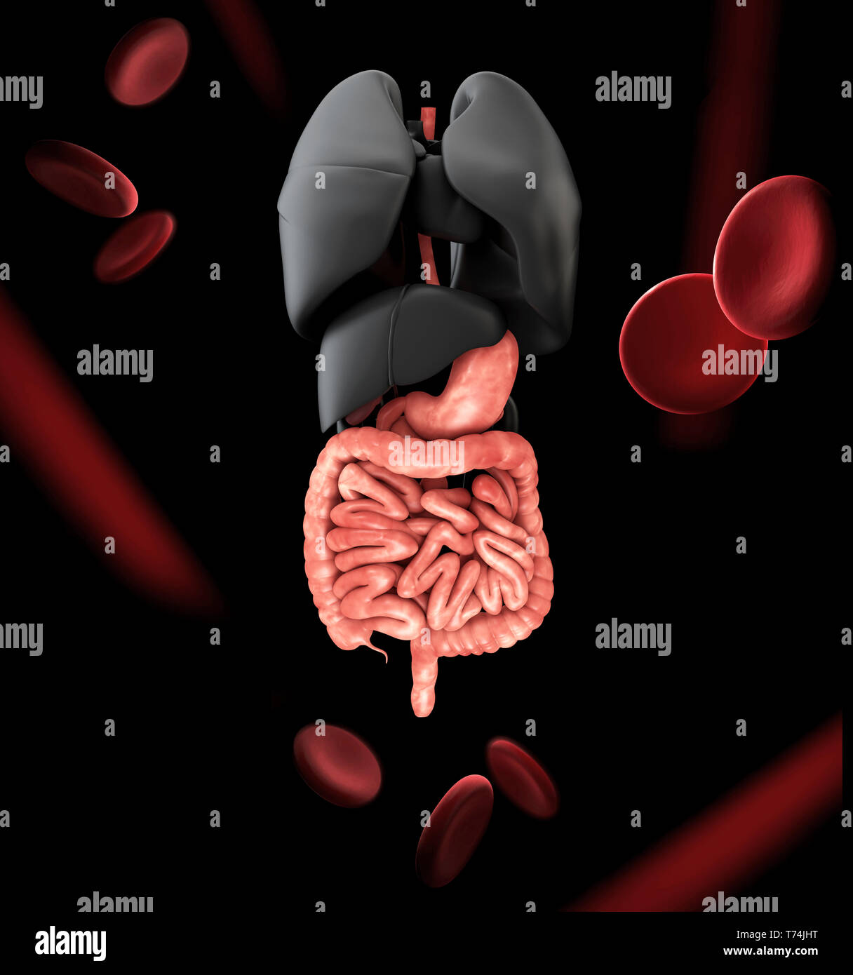 Apparato digestivo umano con i polmoni. Il rendering 3d. Foto Stock
