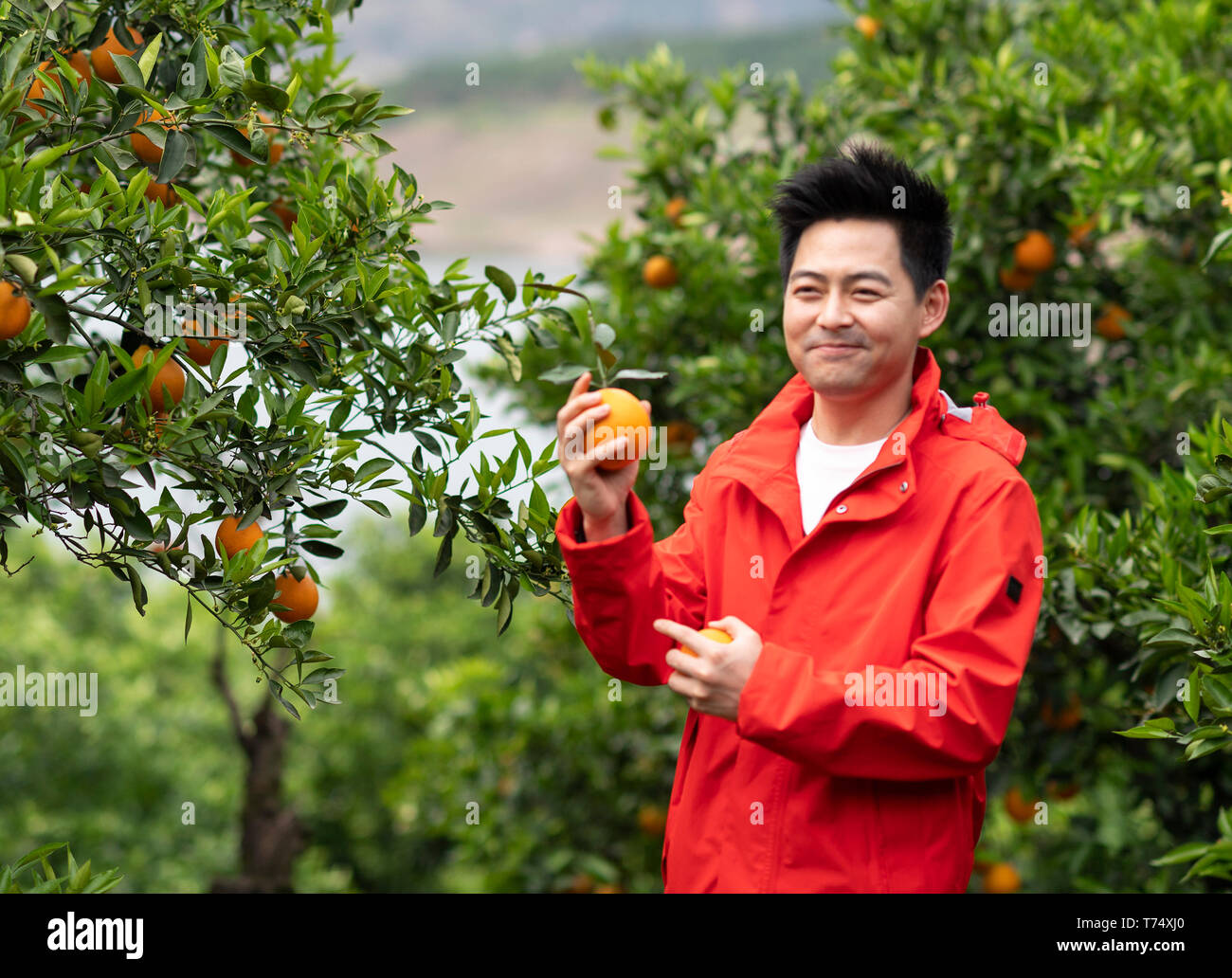 (190504) -- YICHANG, 4 maggio 2019 (Xinhua) -- Zheng Yunbo presenta arance navel a turisti in Guojiaba villaggio di Guojiaba township di Zigui County, centrale cinese della provincia di Hubei, 3 maggio 2019. Zheng Yunbo, 32, ha iniziato la sua carriera come un coltivatore di frutta nella sua casa di città, Zigui County nel 2012 quando ha abbandonato il suo lavoro in una grande città diversi anni dopo la laurea da Wuhan Conservatorio di Musica. Oltre all agricoltura, ha preso i vantaggi della sua specialità per il caricamento di video musicali su reti sociali per promuovere i frutti che egli crebbe su oltre 100 um (circa 6,67 ettari) della locazione di campi. Il video è andato presto vir Foto Stock