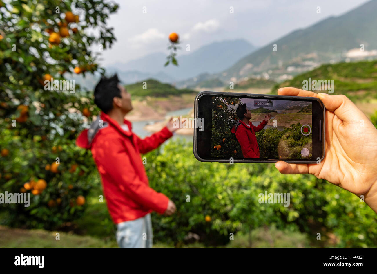 (190504) -- YICHANG, 4 maggio 2019 (Xinhua) -- Zheng Yunbo canta come uno dei suoi partner spara un video per il caricamento in un ombelico organge orchard Guojiaba nel villaggio di Guojiaba township di Zigui County, centrale cinese della provincia di Hubei, 3 maggio 2019. Zheng Yunbo, 32, ha iniziato la sua carriera come un coltivatore di frutta nella sua casa di città, Zigui County nel 2012 quando ha abbandonato il suo lavoro in una grande città diversi anni dopo la laurea da Wuhan Conservatorio di Musica. Oltre all agricoltura, ha preso i vantaggi della sua specialità per il caricamento di video musicali su reti sociali per promuovere i frutti che egli crebbe su oltre 100 um (circa 6,67 egli Foto Stock