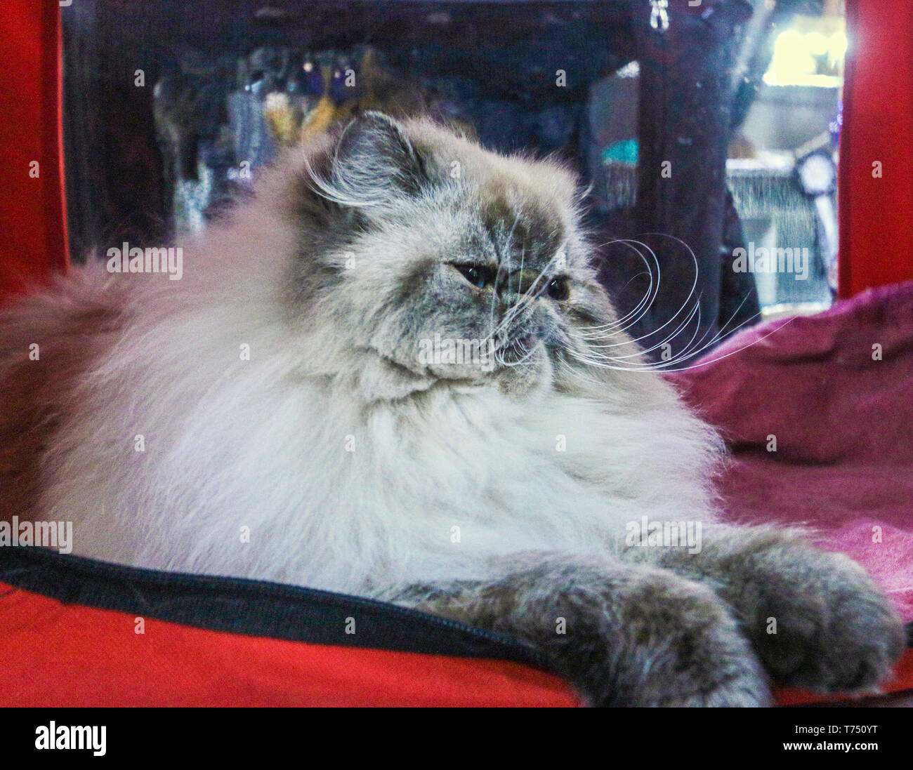 Gatto Lykoi Immagini Gatto Lykoi Fotos Stock Alamy