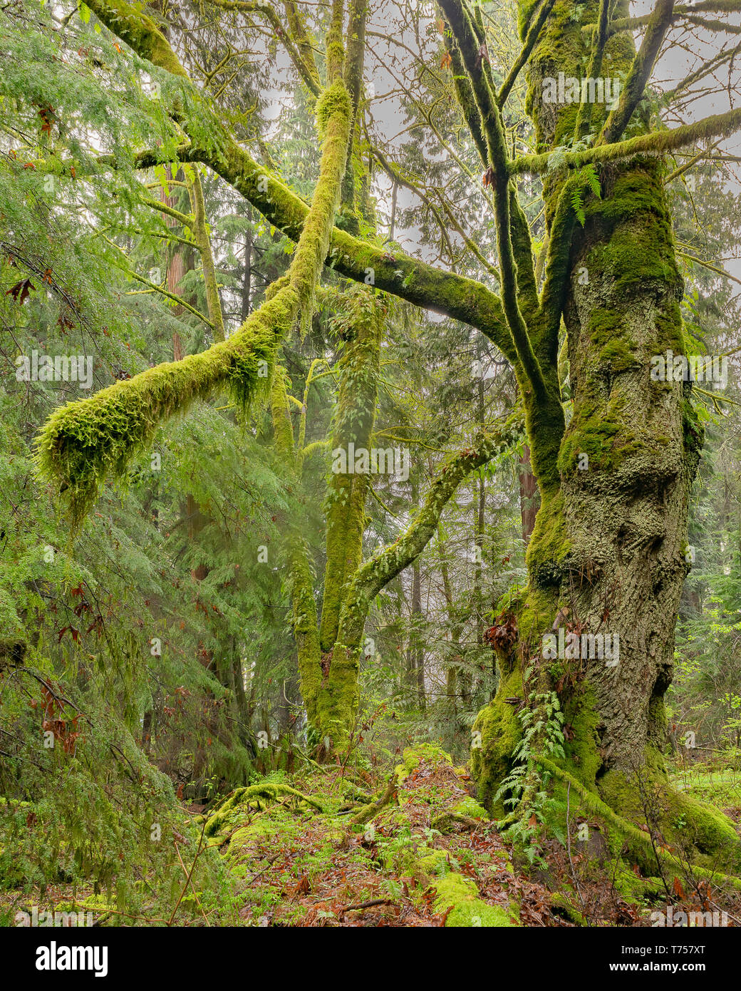 Boschetti di vecchi alberi di crescita dominano ancora le foreste pluviali temperate entro lo Stanley Park vicino al centro cittadino di Vancouver, BC, Canada. Foto Stock