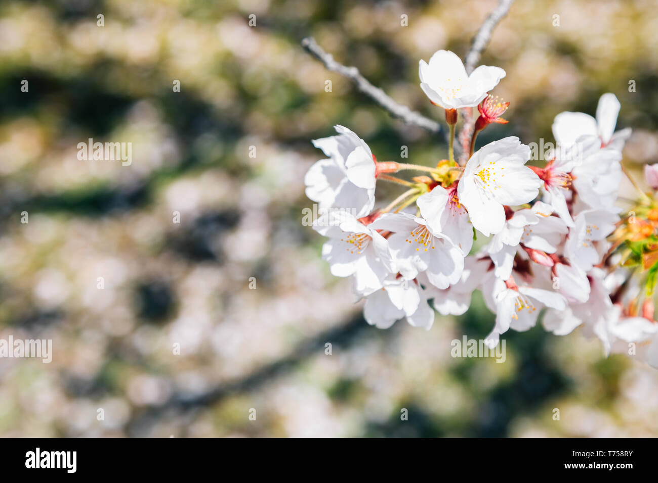 Stagione Primavera Cherry Blossoms sfondo Foto Stock