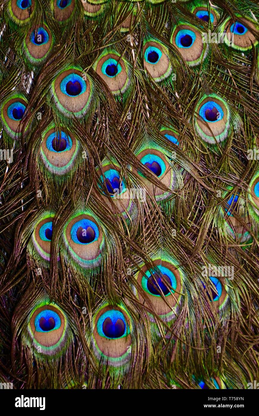 Colore pieno di penne di pavone visto da vicino Foto Stock