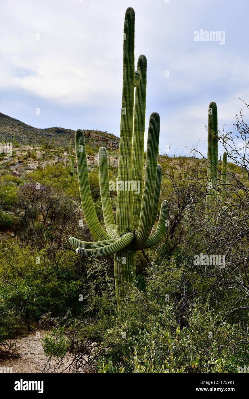 Cactus Saguaro visto nell'Arizona meridionale Foto Stock