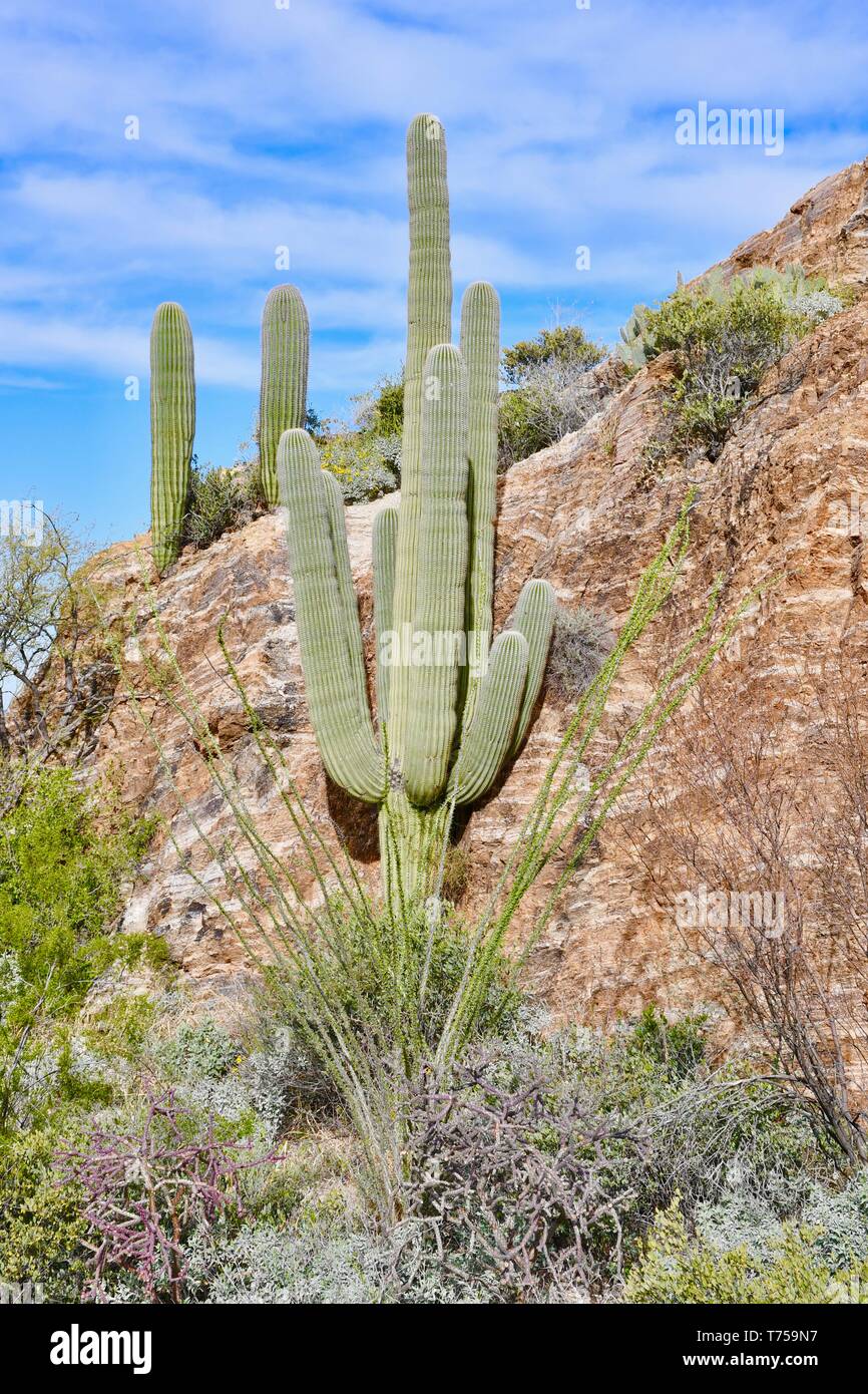 Cactus Saguaro visto nell'Arizona meridionale Foto Stock