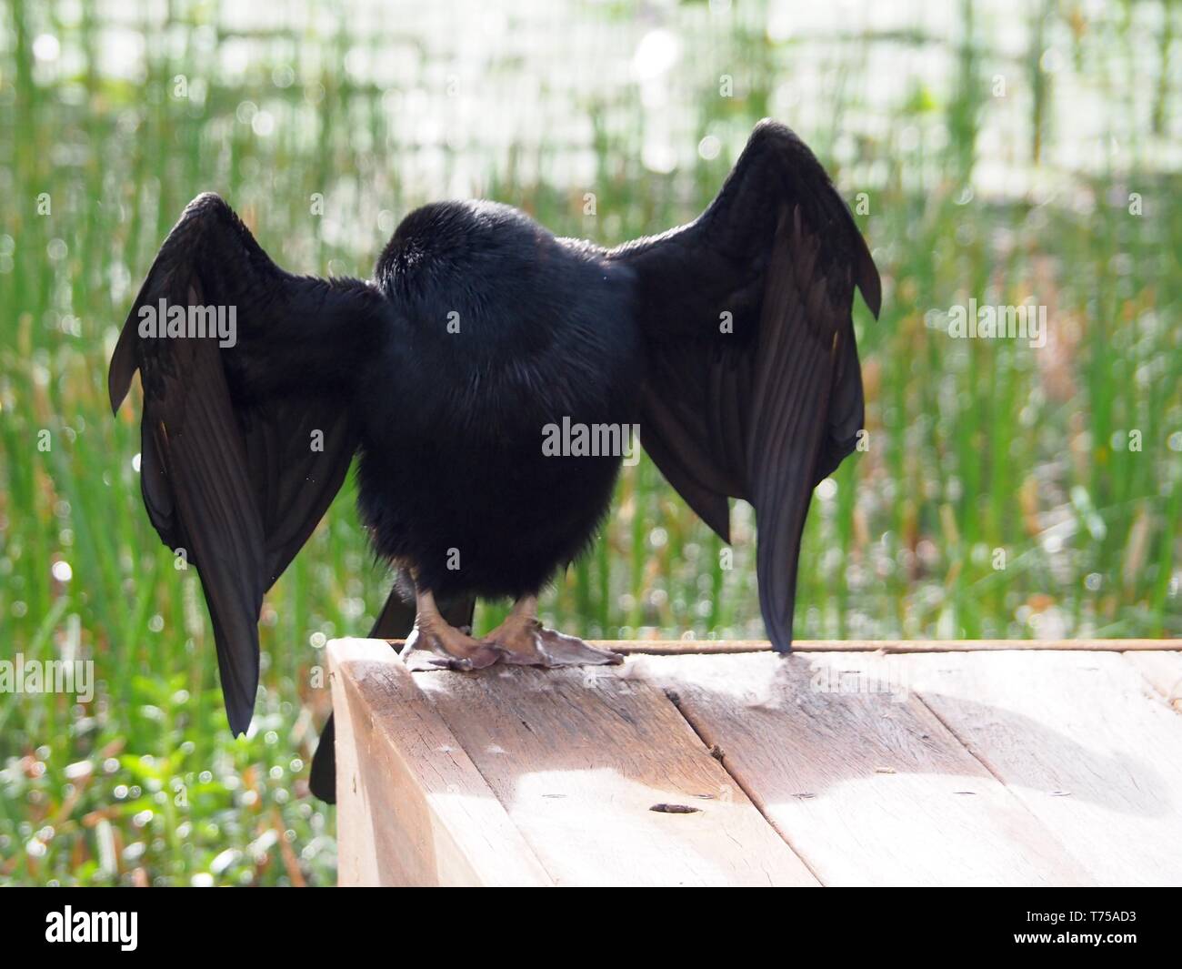 Una divertente foto di un uccello australiano Darter che guarda senza testa con il suo lungo collo simile a un serpente nascosto dietro la schiena e un po' come il simbolo del batman! Foto Stock