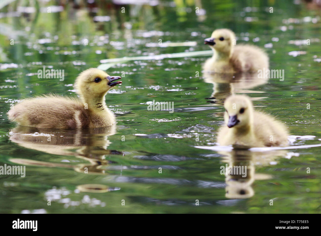 Tre goslings sul lago. Foto Stock
