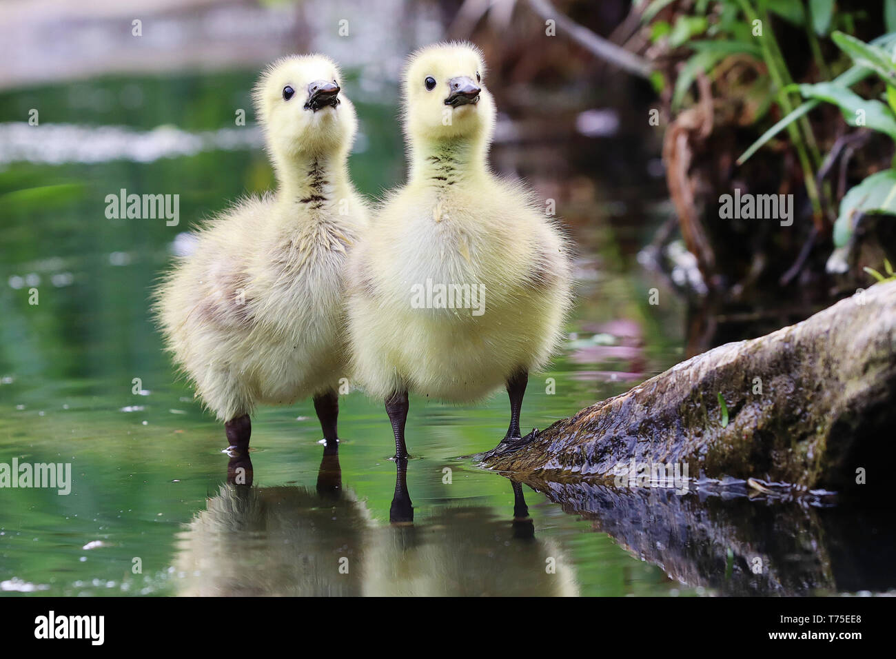 Due goslings cercare attentamente ai loro genitori. Foto Stock