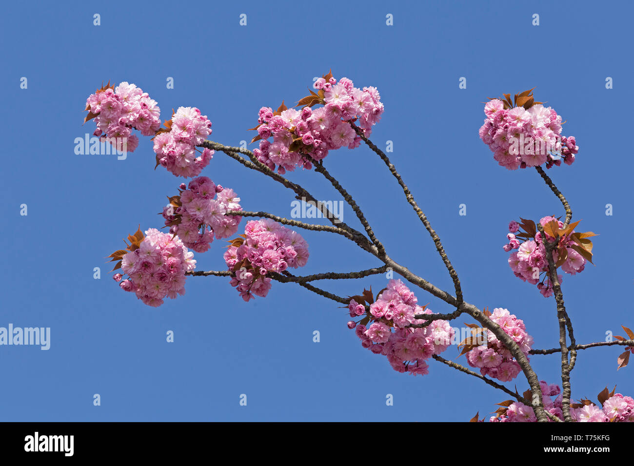 Giapponese di fiori di ciliegio, Bremerhaven, Brema, Germania Foto Stock