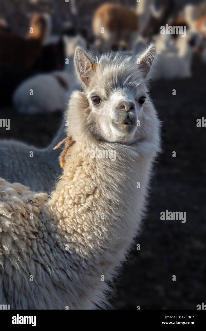 Bianco ritratto di alpaca in Bolivia Foto Stock