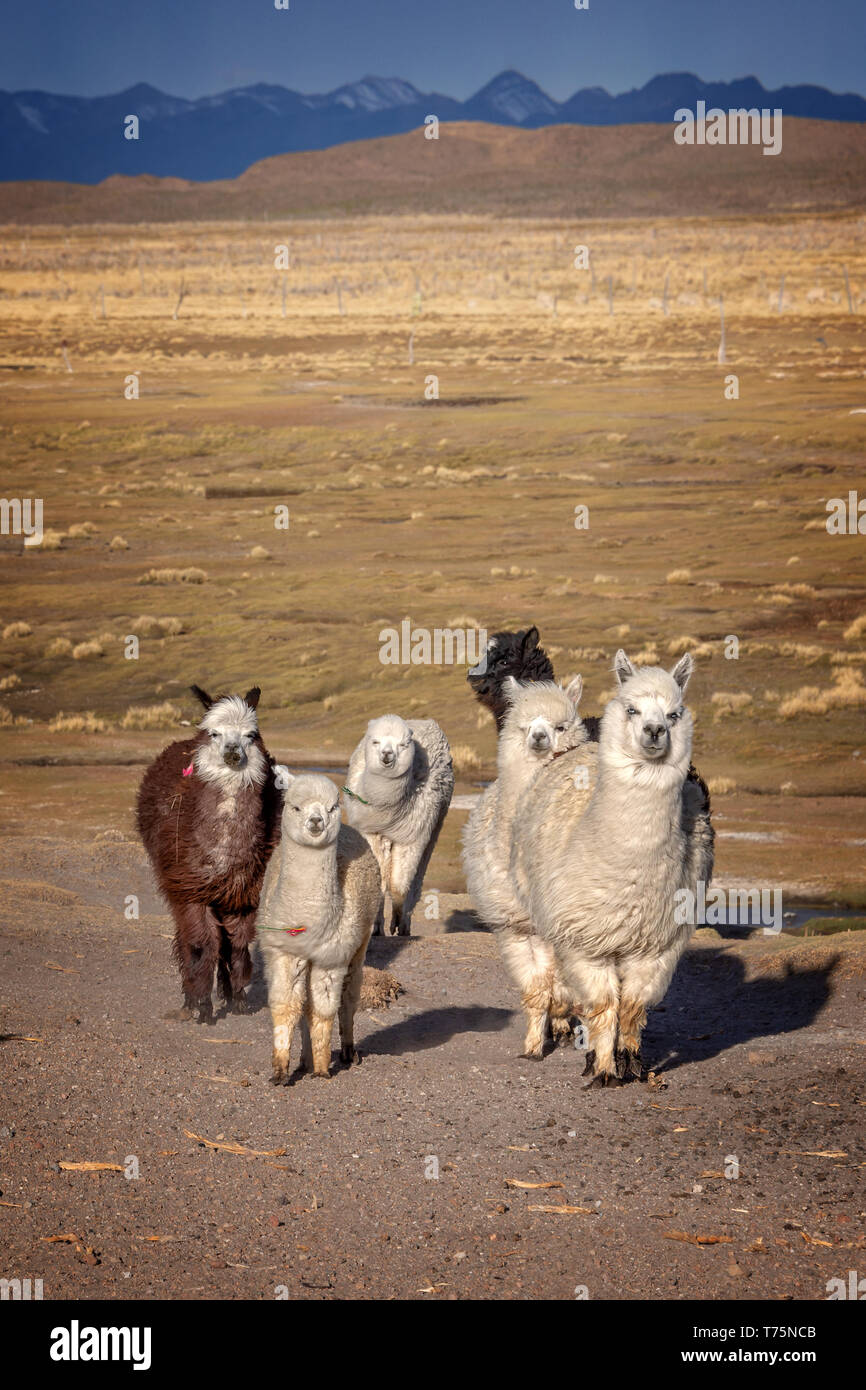 Gruppo di curiosi alpaca in Bolivia, montagne delle Ande in background Foto Stock