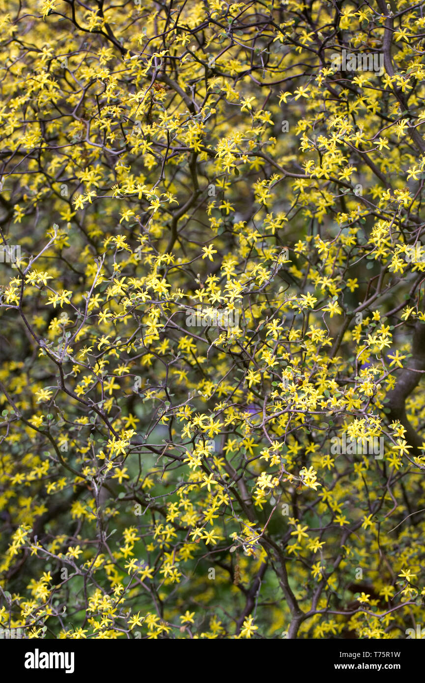 Corokia cotoneaster fiori. Foto Stock