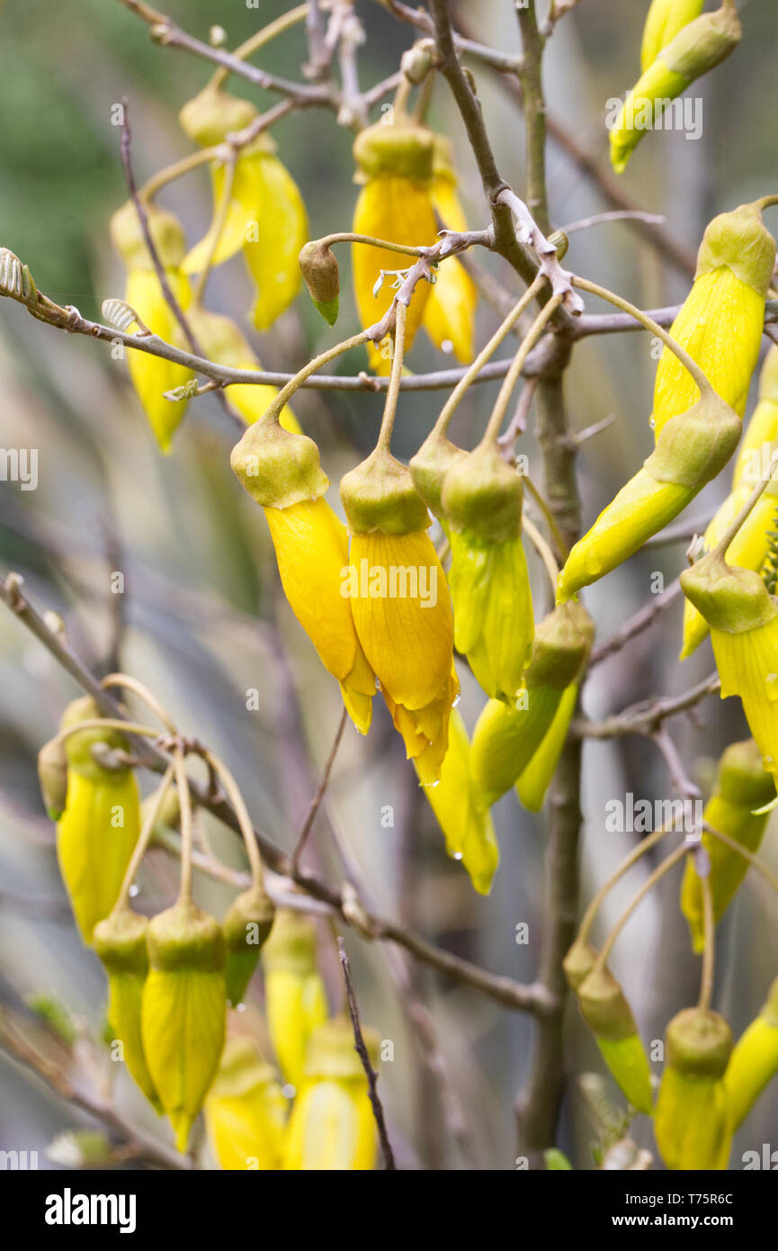Sophora tetraptera fiori. Foto Stock