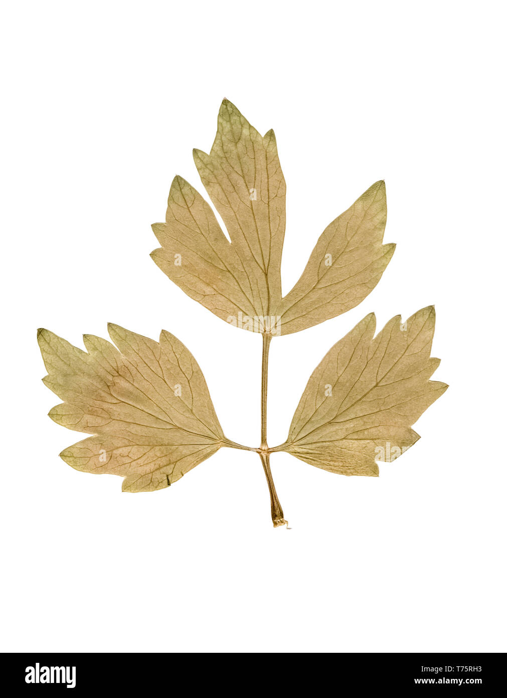 Erbario. Premuto e foglie essiccate su uno sfondo bianco. Foto Stock