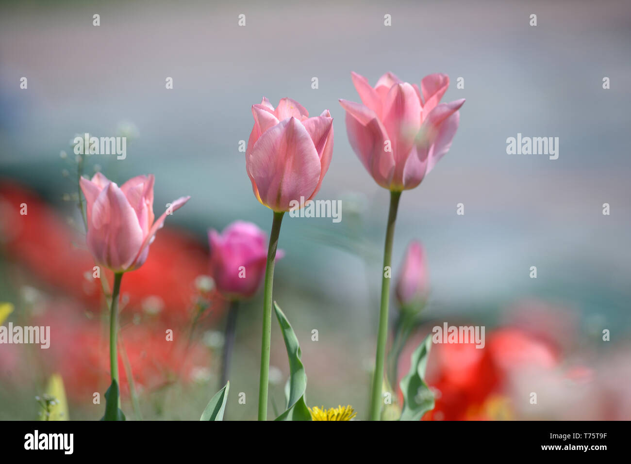 Tulipani rosa crescente sul prato di fronte a uno sfondo sfocato Foto Stock