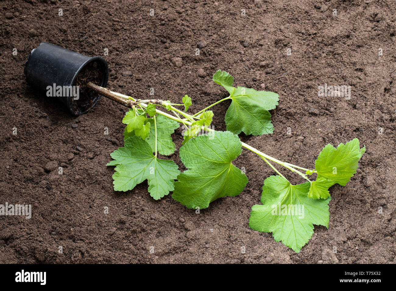 Baby ribes rosso impianto in pot nero sul suolo. Pronto per la semina. Foto Stock