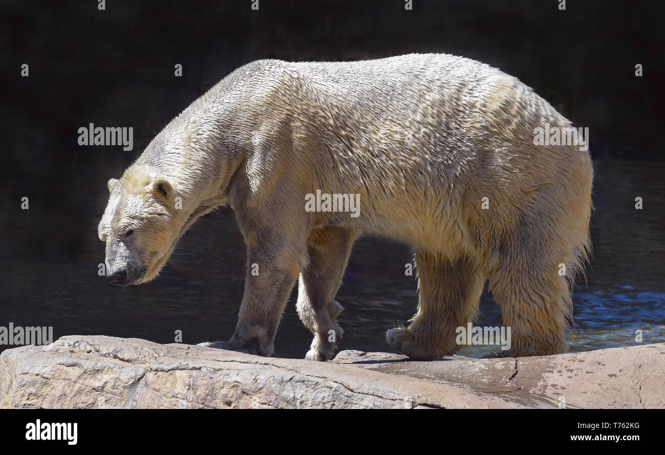 Profilo di un beige umido orso polare a piedi su un masso di colore beige con una quasi sfondo nero Foto Stock