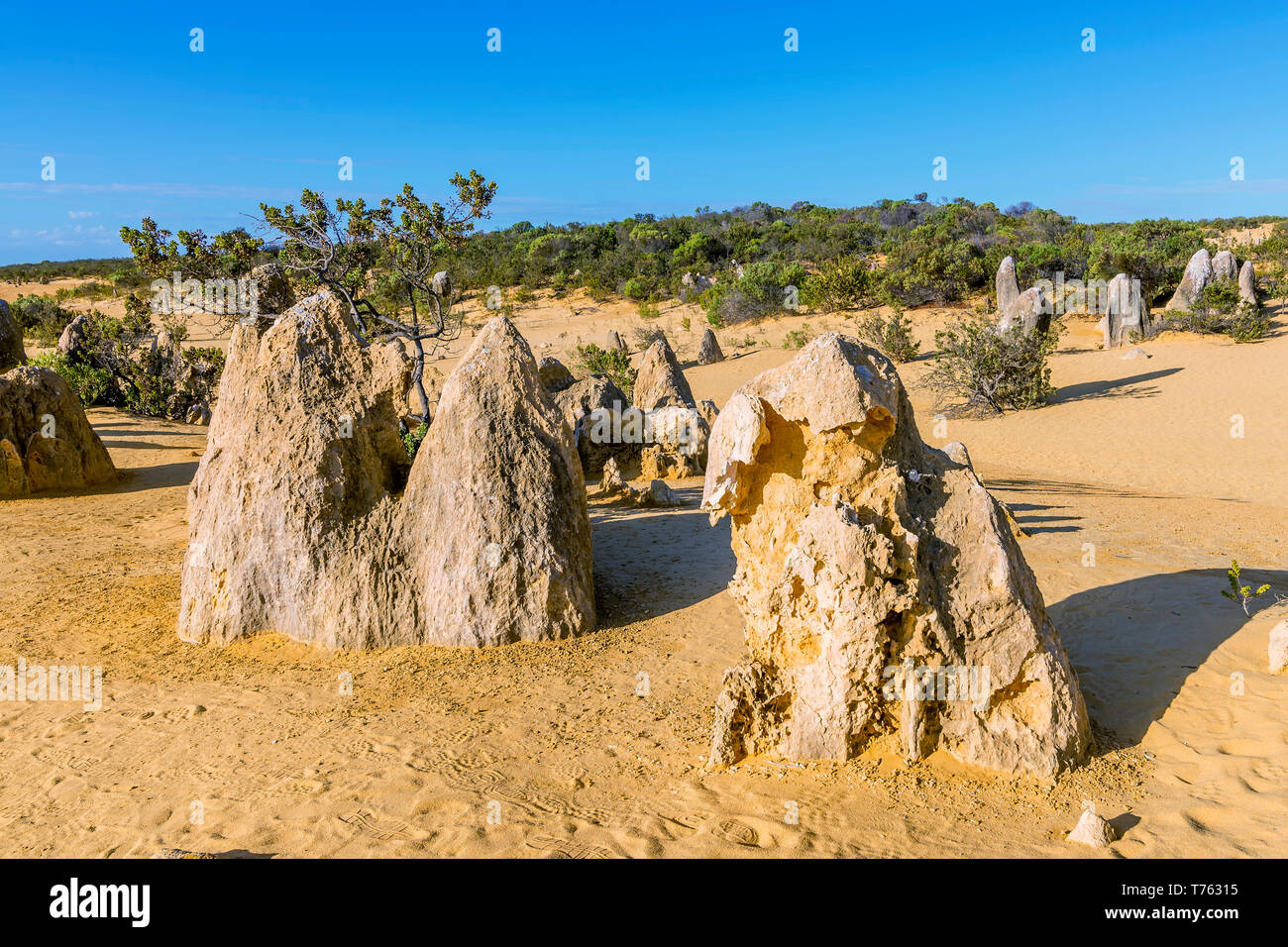 Dettagli del Deserto Pinnacles con le rocce scolpite dal vento e dalla pioggia, Australia occidentale Foto Stock