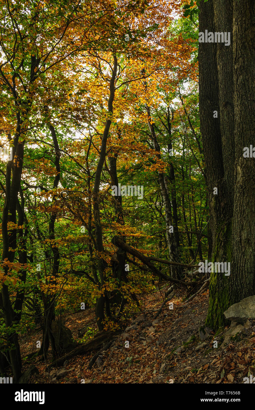 Belli e colorati di foglie di autunno in germanie foreste profonde catturata su un bautiful giornata autunnale con ricchi di contrasti Foto Stock