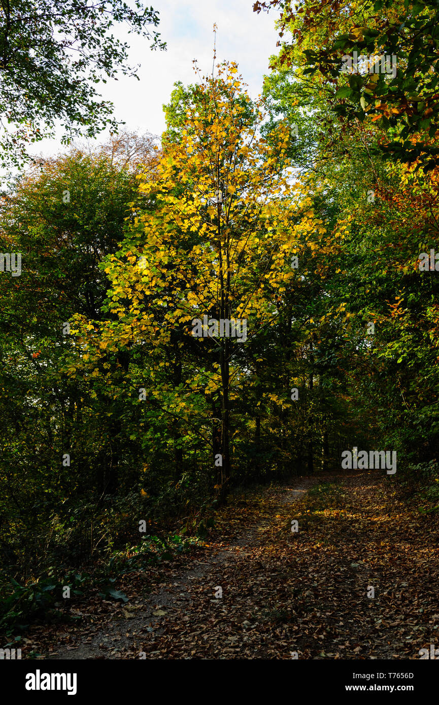Belli e colorati di foglie di autunno in germanie foreste profonde catturata su un bautiful giornata autunnale con ricchi di contrasti Foto Stock
