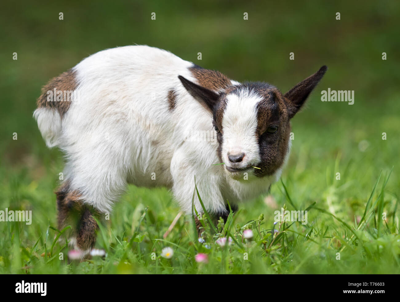 Capra bambino sveglio Foto Stock