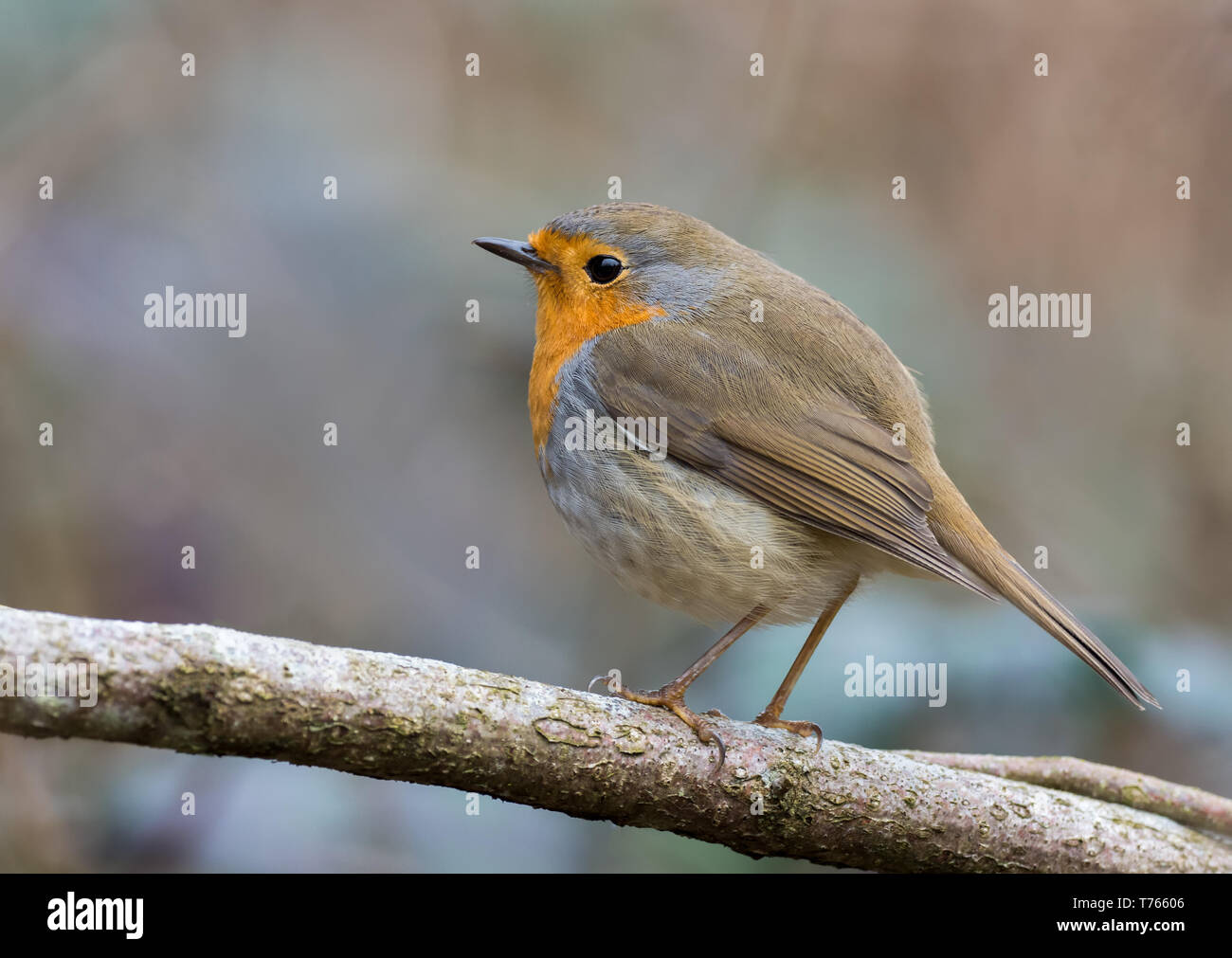 Unione robin bird Foto Stock