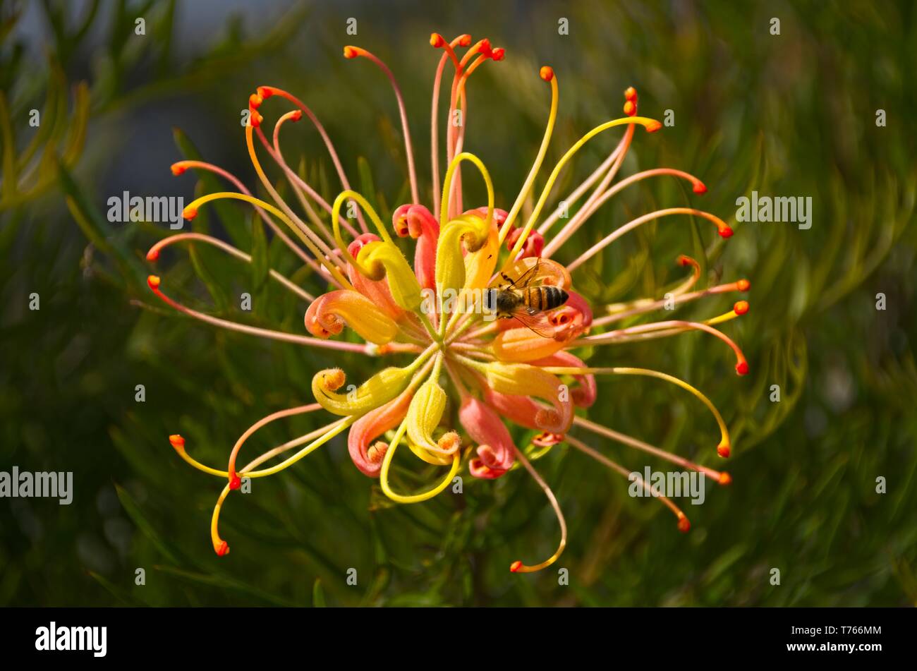 Il miele delle api lavorando su una Grevillea " pesche e crema' giallo, rosa e fiore di arancia Foto Stock