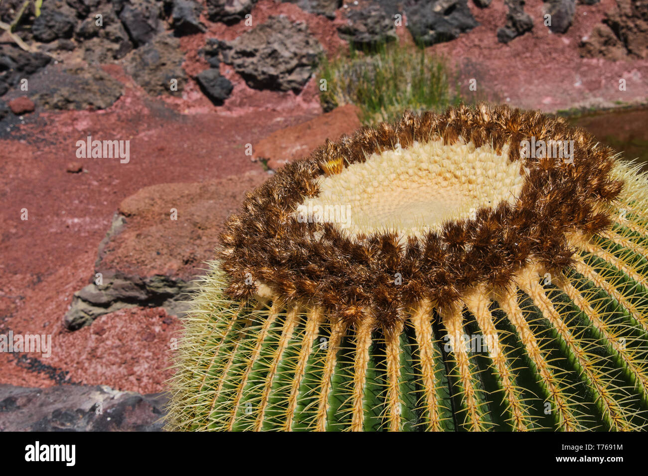 Close up su cactus chiamato in latino Echinocactus grusonii in una giornata di sole Foto Stock