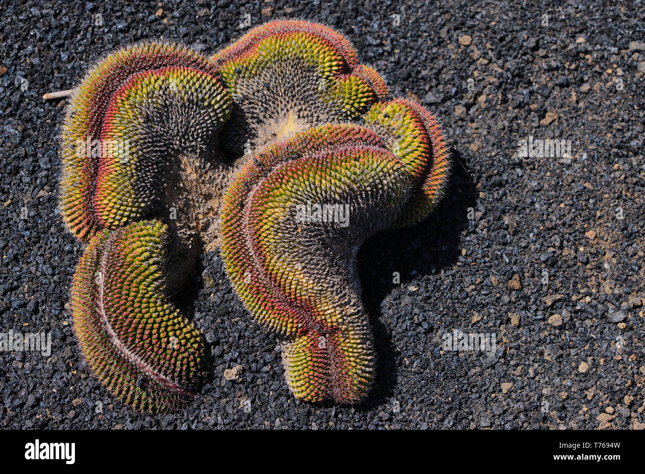Rosso Giallo cactus chiamato in latino Polythele Mammillaria Cristata Foto Stock