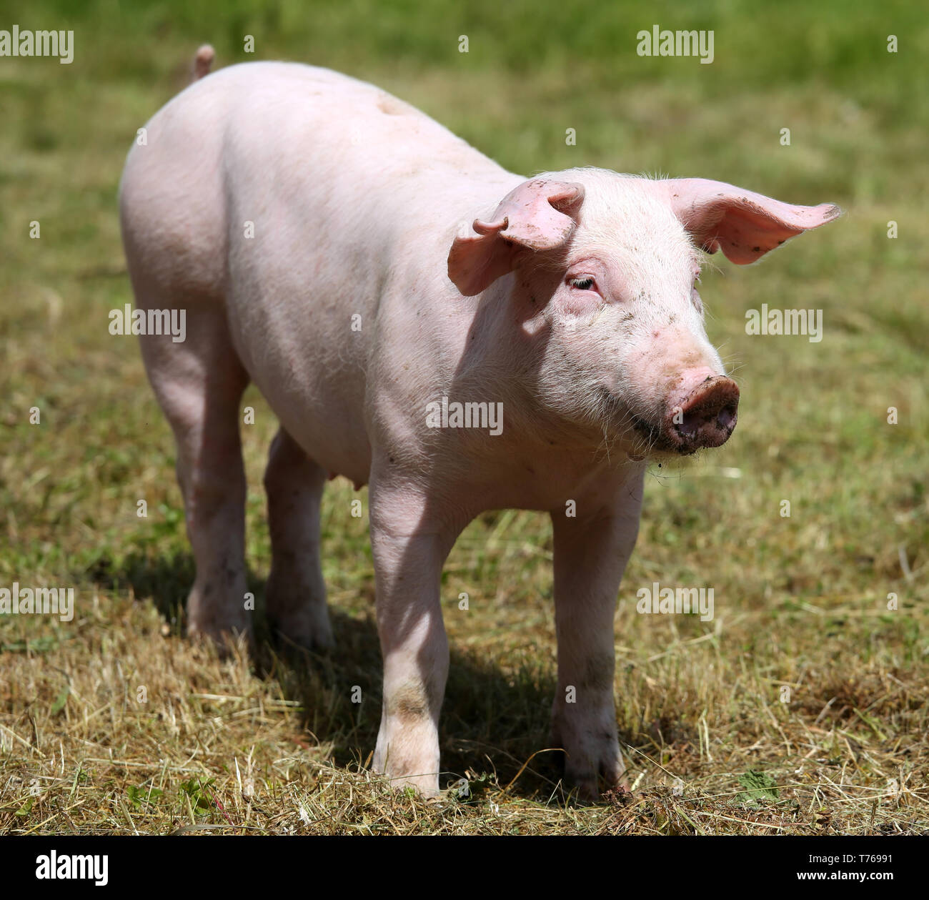 Primo piano di un grazioso di maiale giovane sulla fattoria degli animali per esterno Foto Stock
