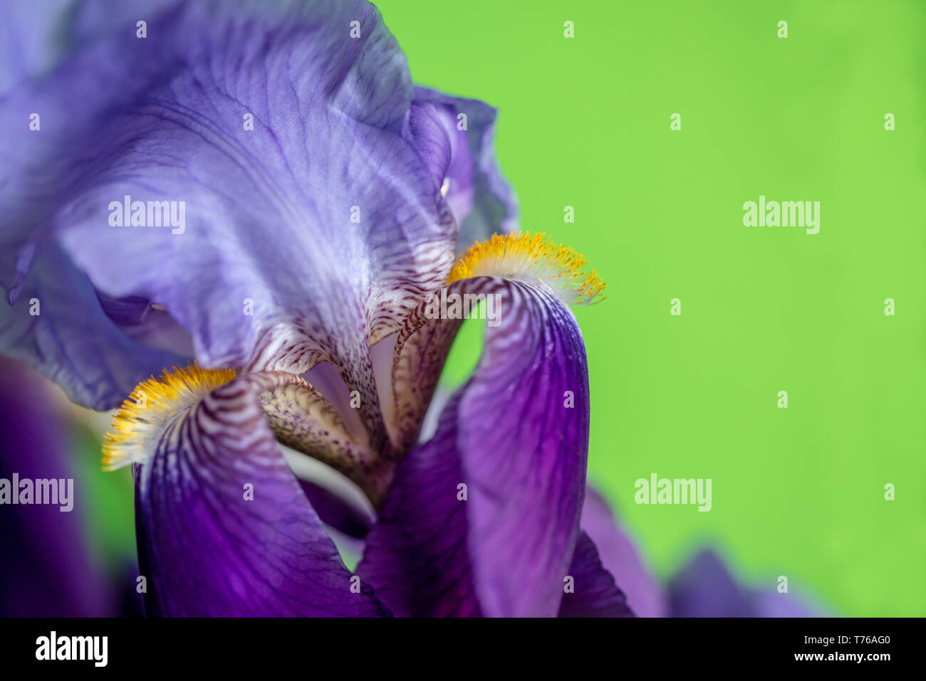 Iris Viola con giallo stamina e petali di striping su sfondo marrone Foto Stock