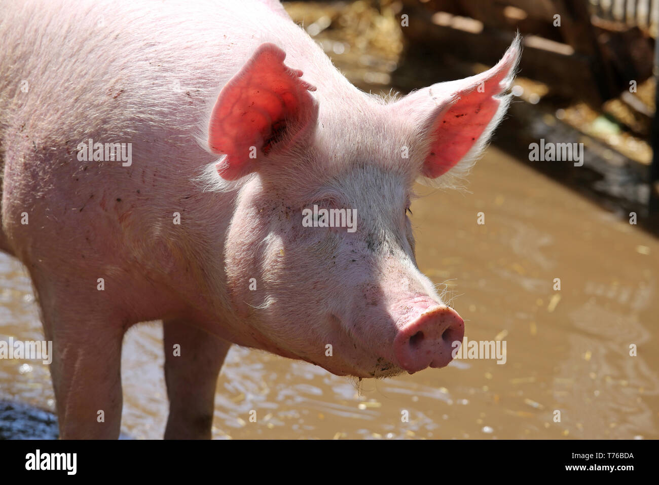Headshot close up di un maiale giovane sow a fattoria degli animali estate all'aperto Foto Stock