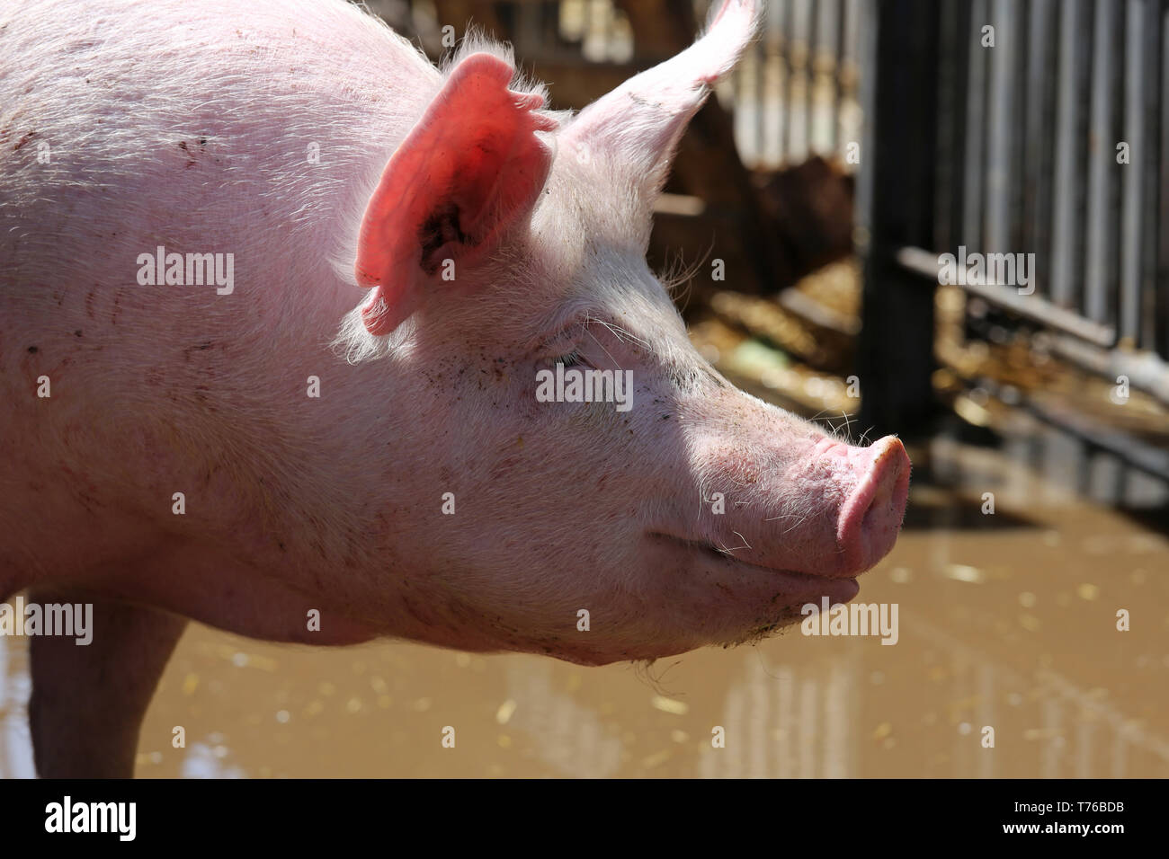 Suini viventi sulla fattoria biologica. I suini dell'azienda. Suini domestici. Ritratto di un maiale sano sow Foto Stock