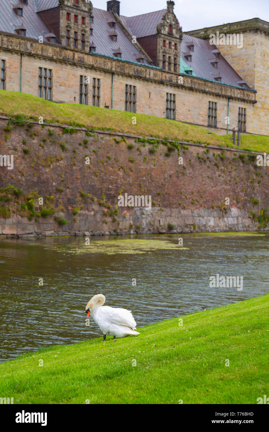 Swan vicino il fossato di protezione con acqua intorno al Castello Kronborg. Il castello di Konborg reso celebre da William Shakespeare nel suo gioco circa frazione situat Foto Stock
