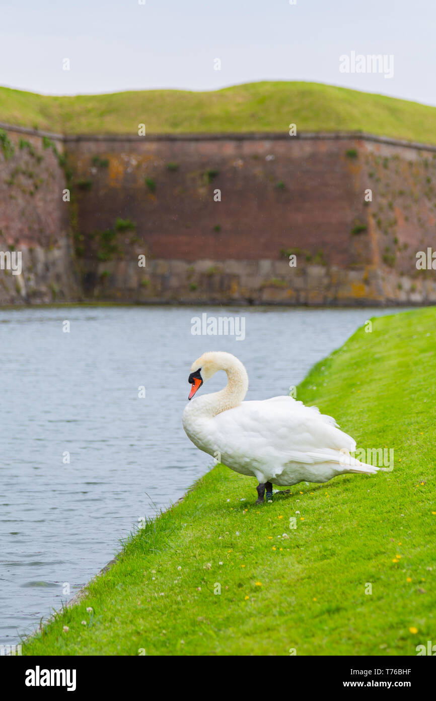 Swan vicino il fossato di protezione con acqua Foto Stock
