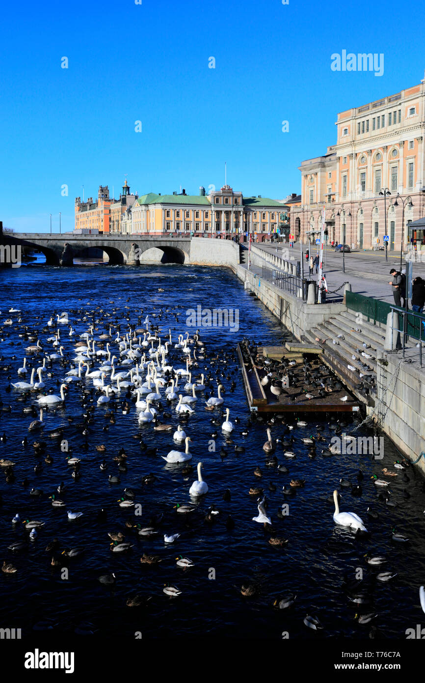 Cigni e uccelli sul lago Malaren, la Casa del Parlamento, nella città di Stoccolma, Svezia, Europa Foto Stock