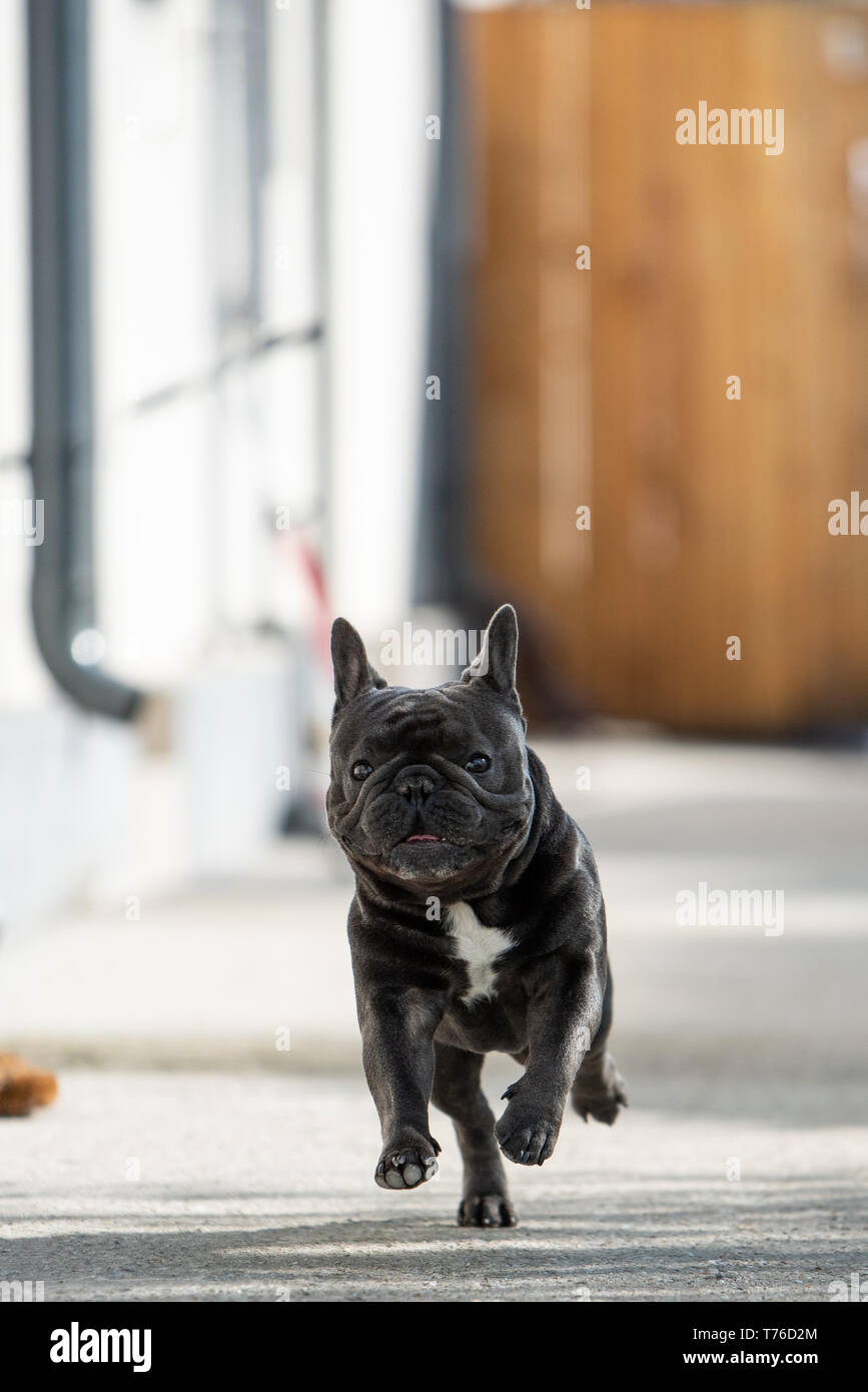 Cagnolino Francese Che Fa Scherzi Divertenti in Cortile Immagine