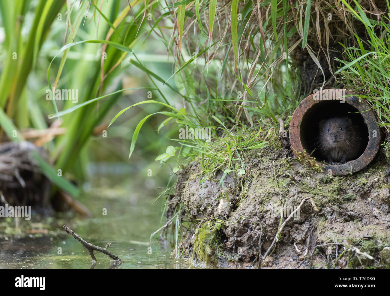 Watervole nascondersi dal mondo esterno Foto Stock