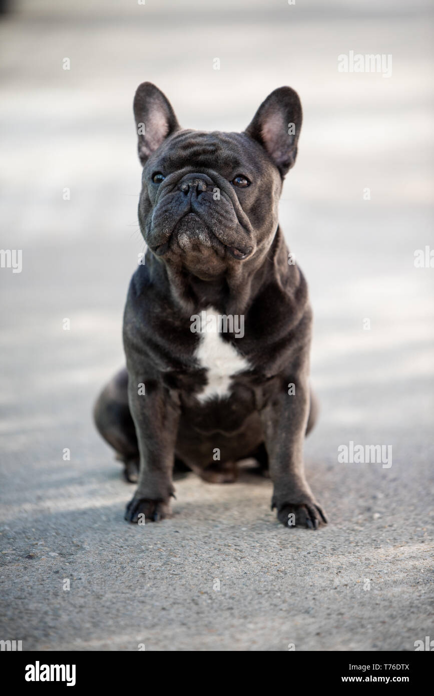 Bulldog francese cucciolo guardando a sinistra mentre al di fuori. Outdoor ritratto canino Foto Stock