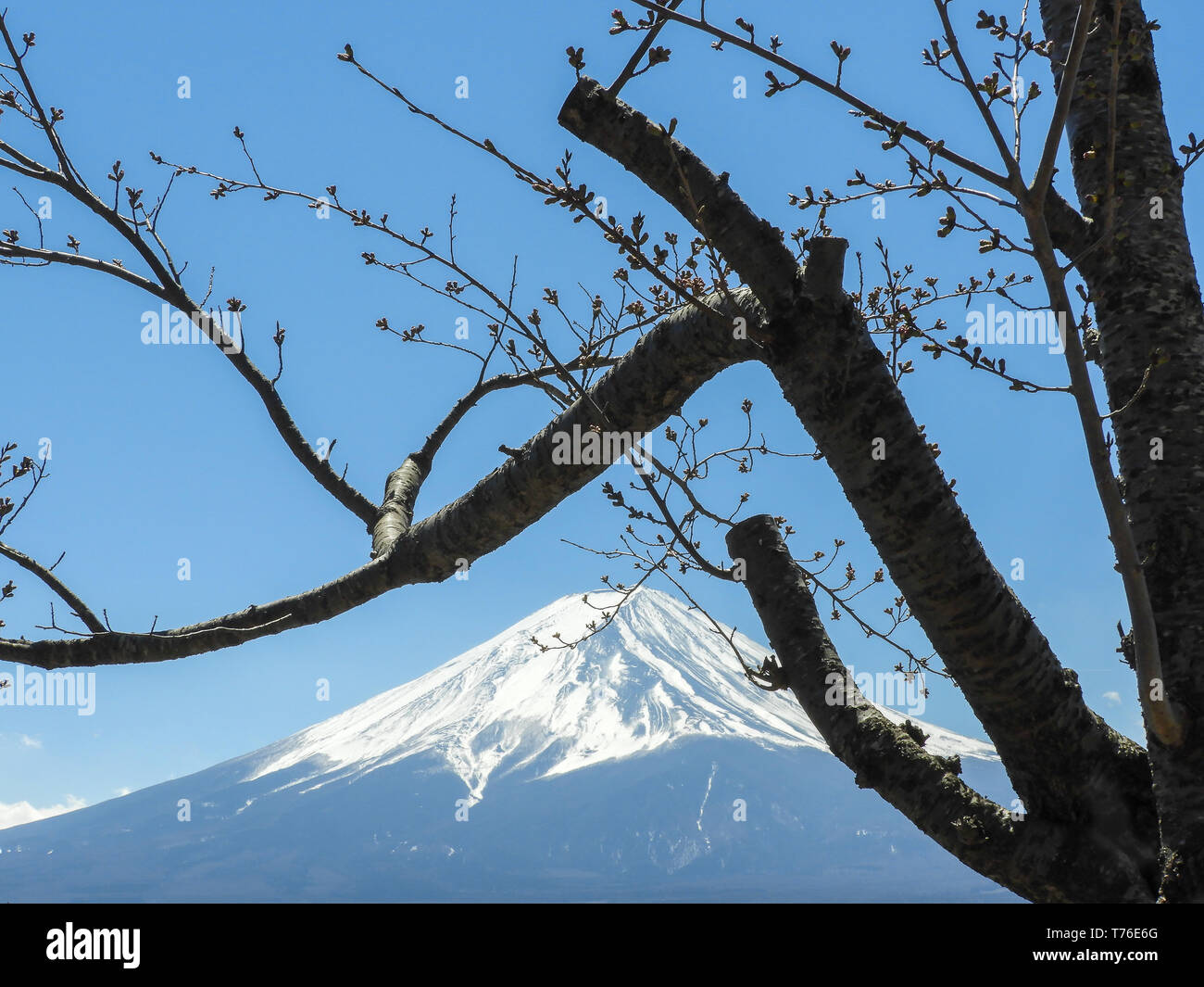 Vista del Monte Fuji dalle rive del lago Kawaguchiko. Snow capped mountain, cielo blu chiaro e ciliegio stagliano in primo piano Foto Stock
