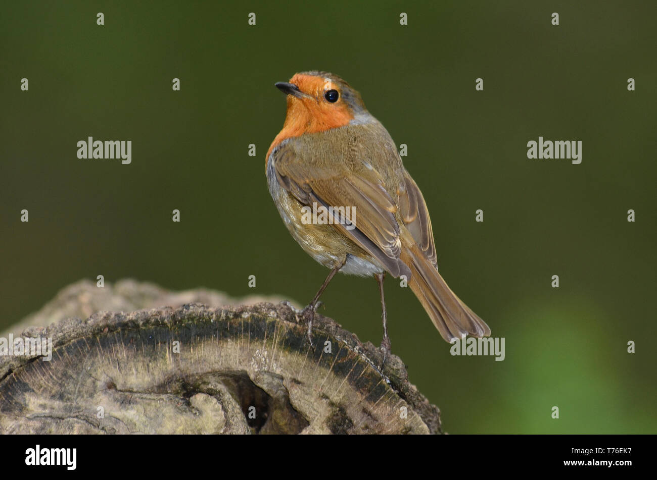 Robin Foto Stock