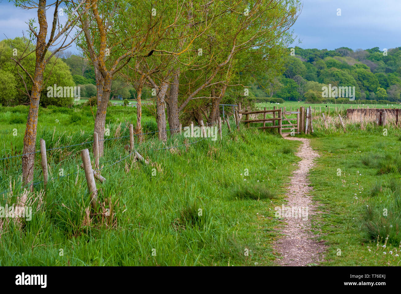 Verde campagna inglese scena con uno stretto sentiero che conduce verso un cancello e una linea di alberi su un lato. Foto Stock