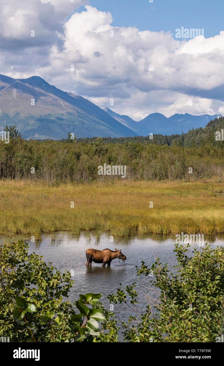 Elk vacca (Alces alces) in piedi in acqua mangiare, Chugach National Forest, Penisola di Kenai, Alaska, STATI UNITI D'AMERICA Foto Stock