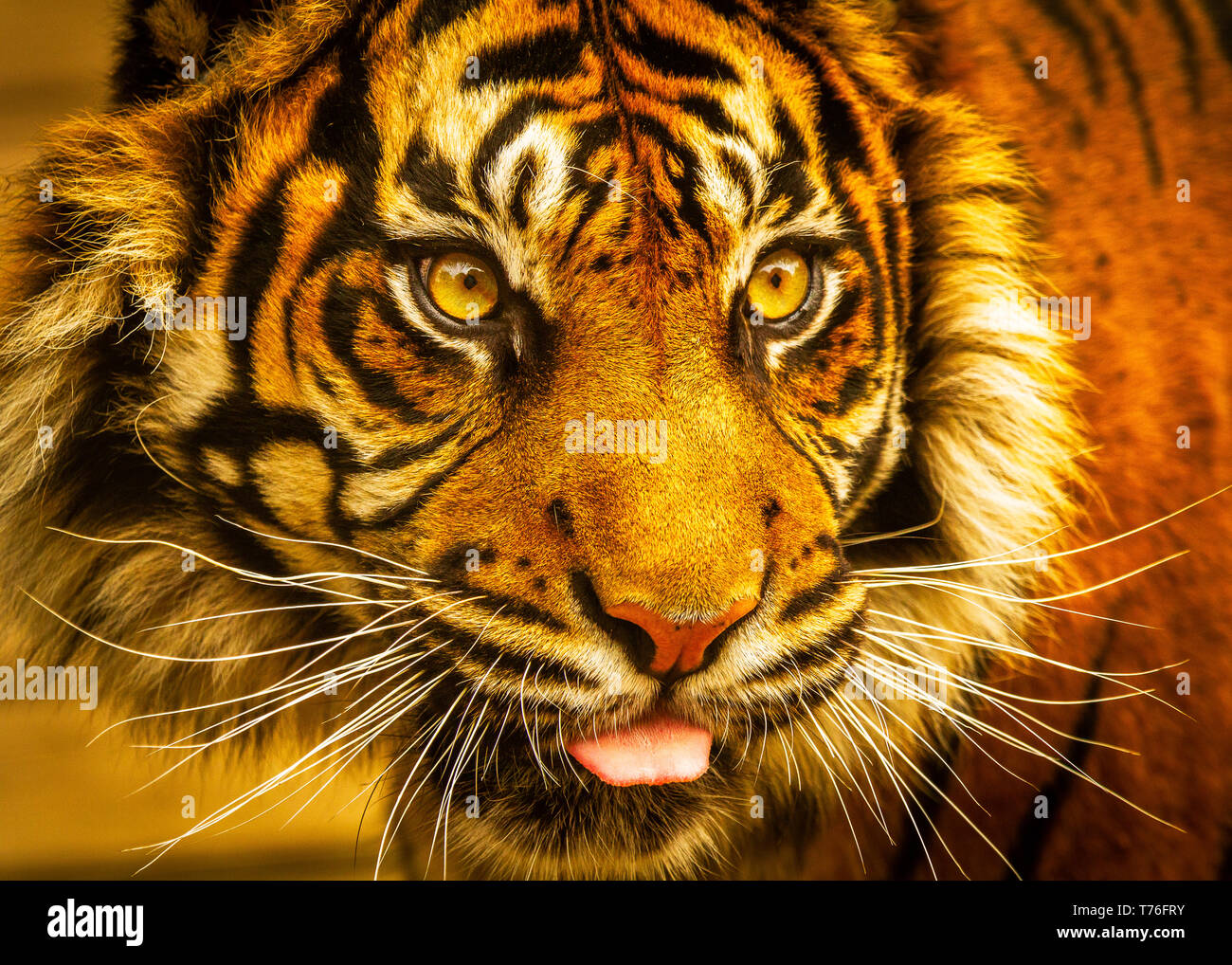 La tigre di Sumatra () / Panthera tigris sumatrae a Dudley Zoo Regno Unito Foto Stock