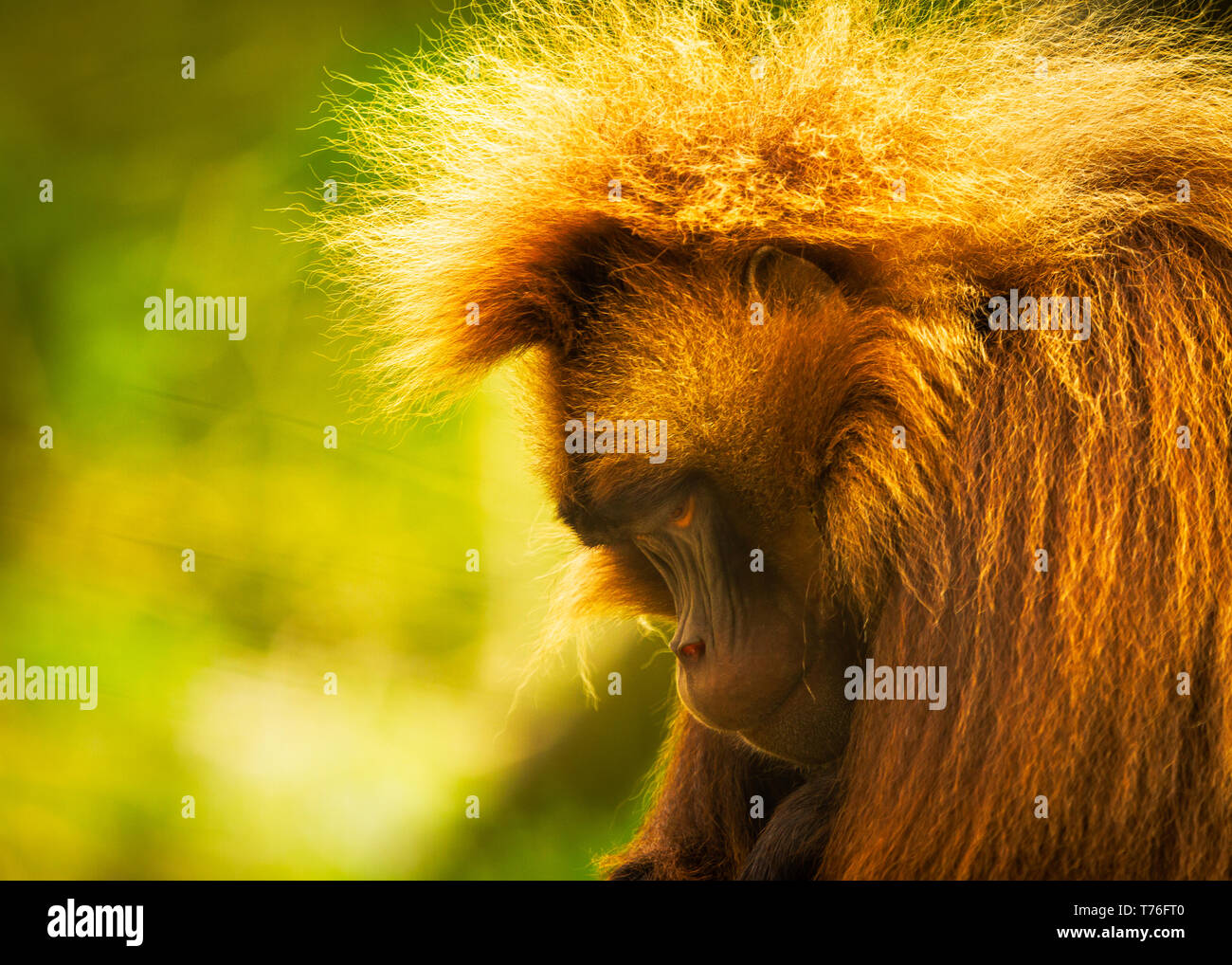 Babbuino Gelada () / Theropithecus gelada Dudley Zoo Regno Unito Foto Stock